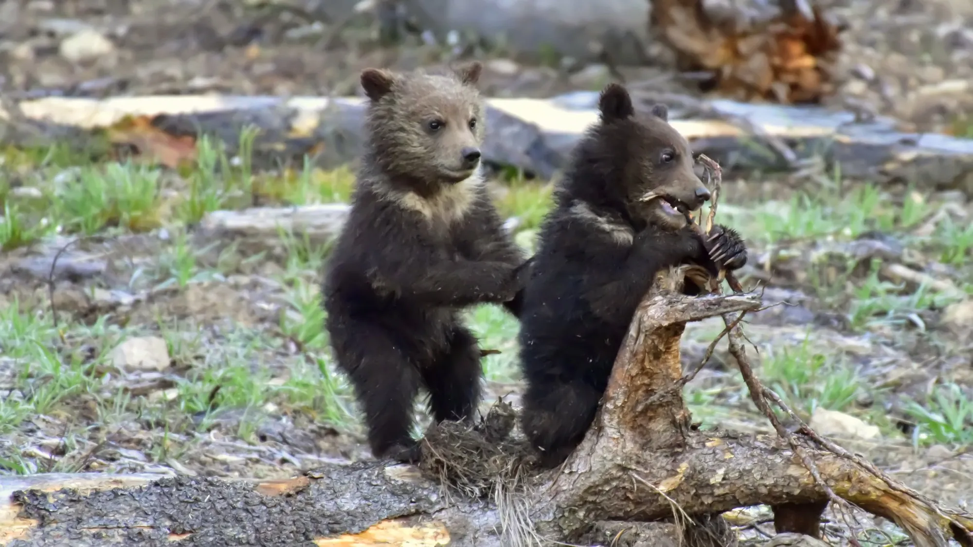 Grizzly Bear
