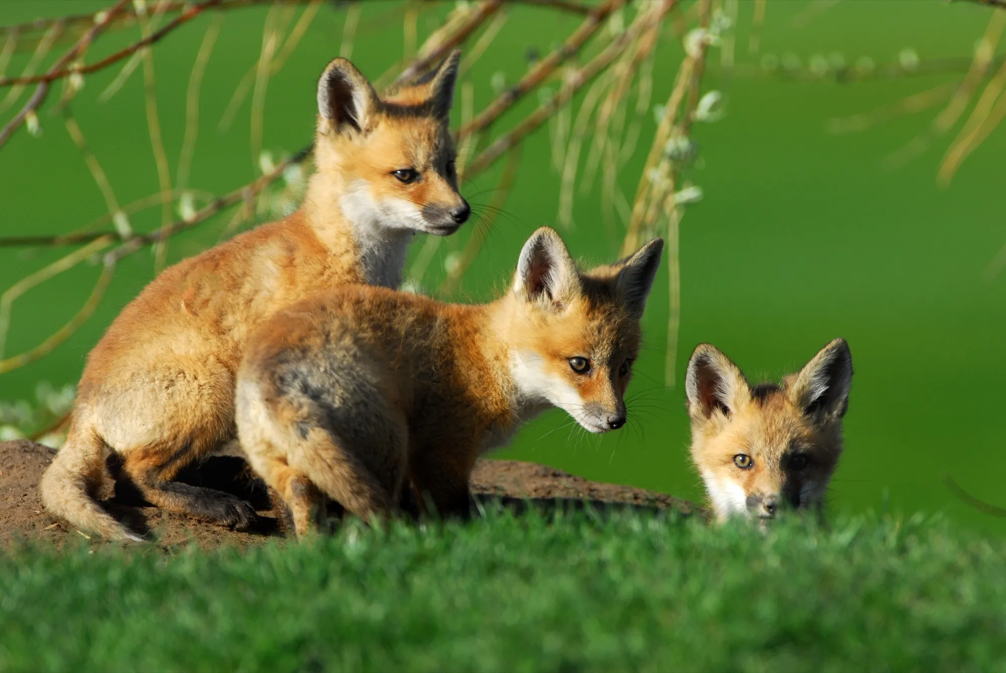 Red Fox