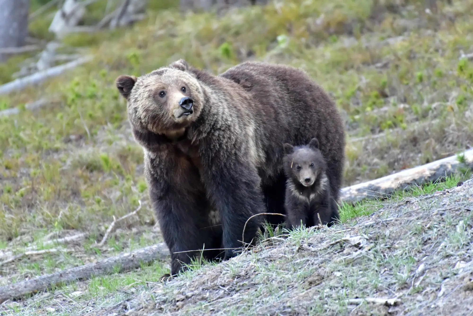 Grizzly Bear