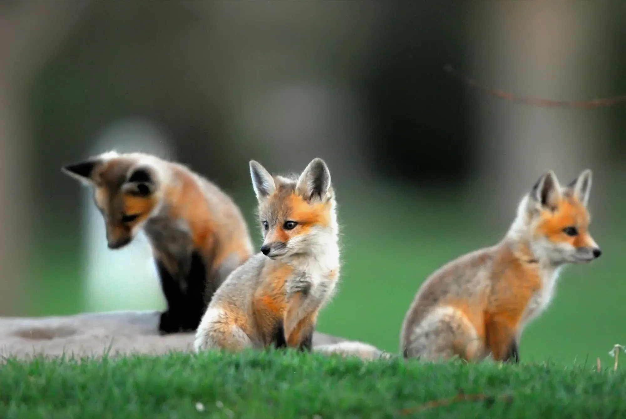 Red Fox
