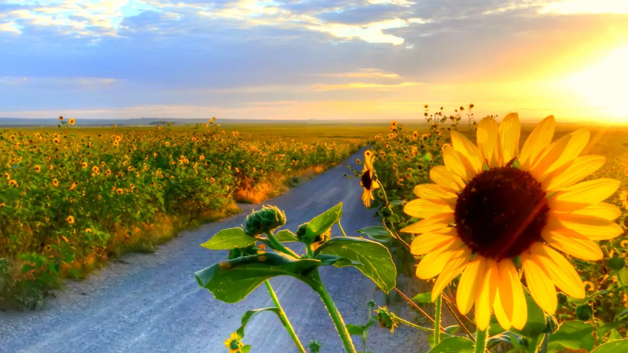 Landscapes gallery cover