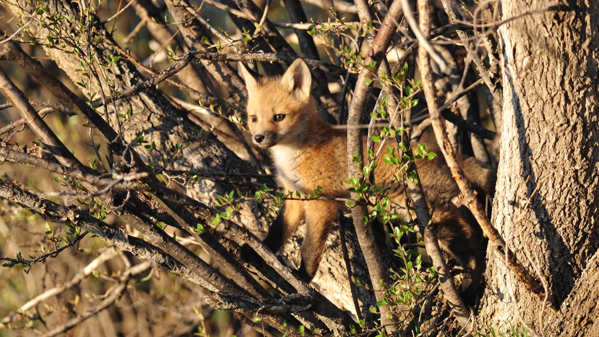 Red Fox