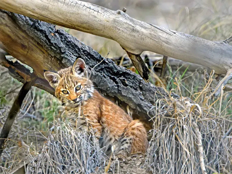 Below the Log