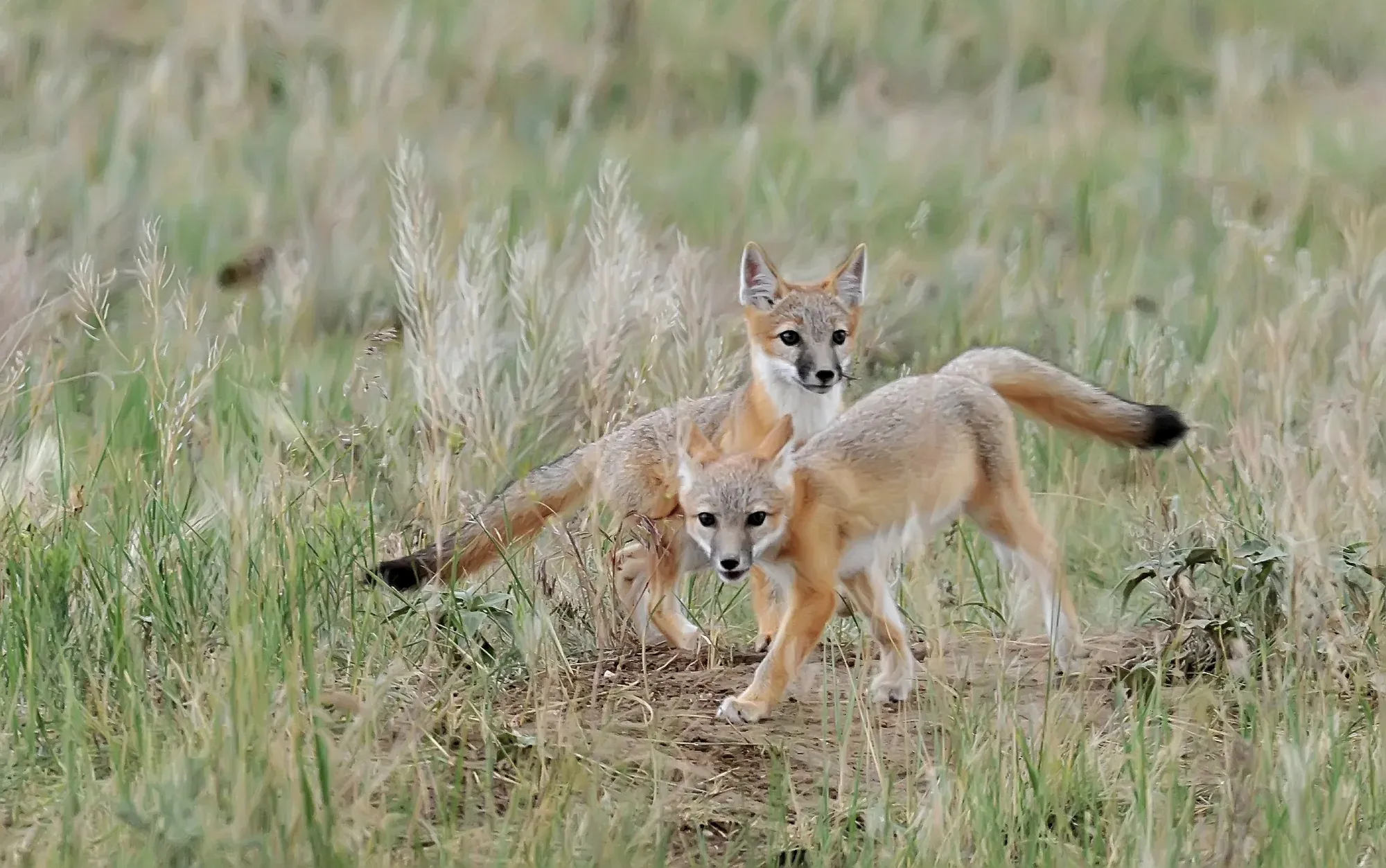 The Fox Family