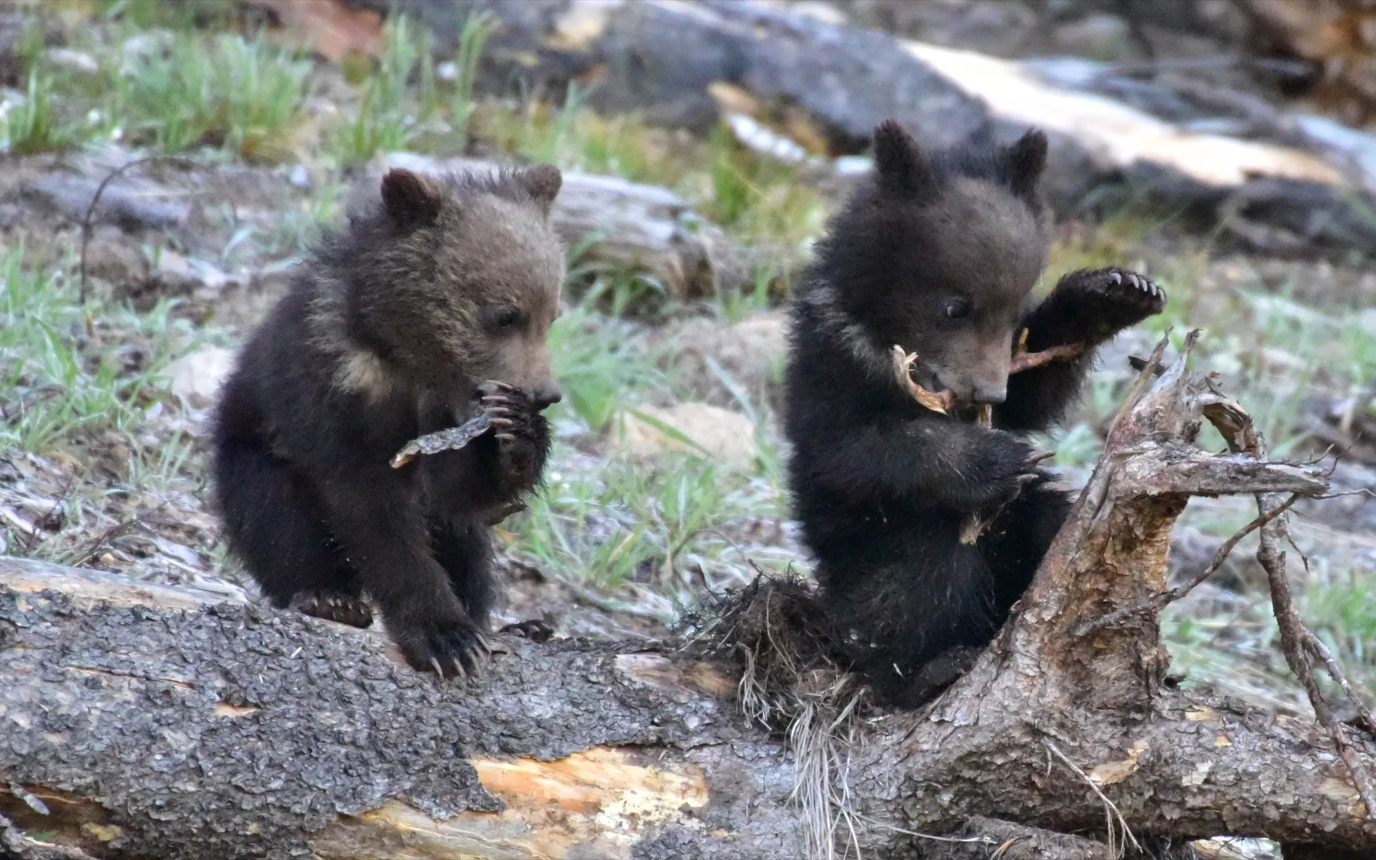 Grizzly Bear