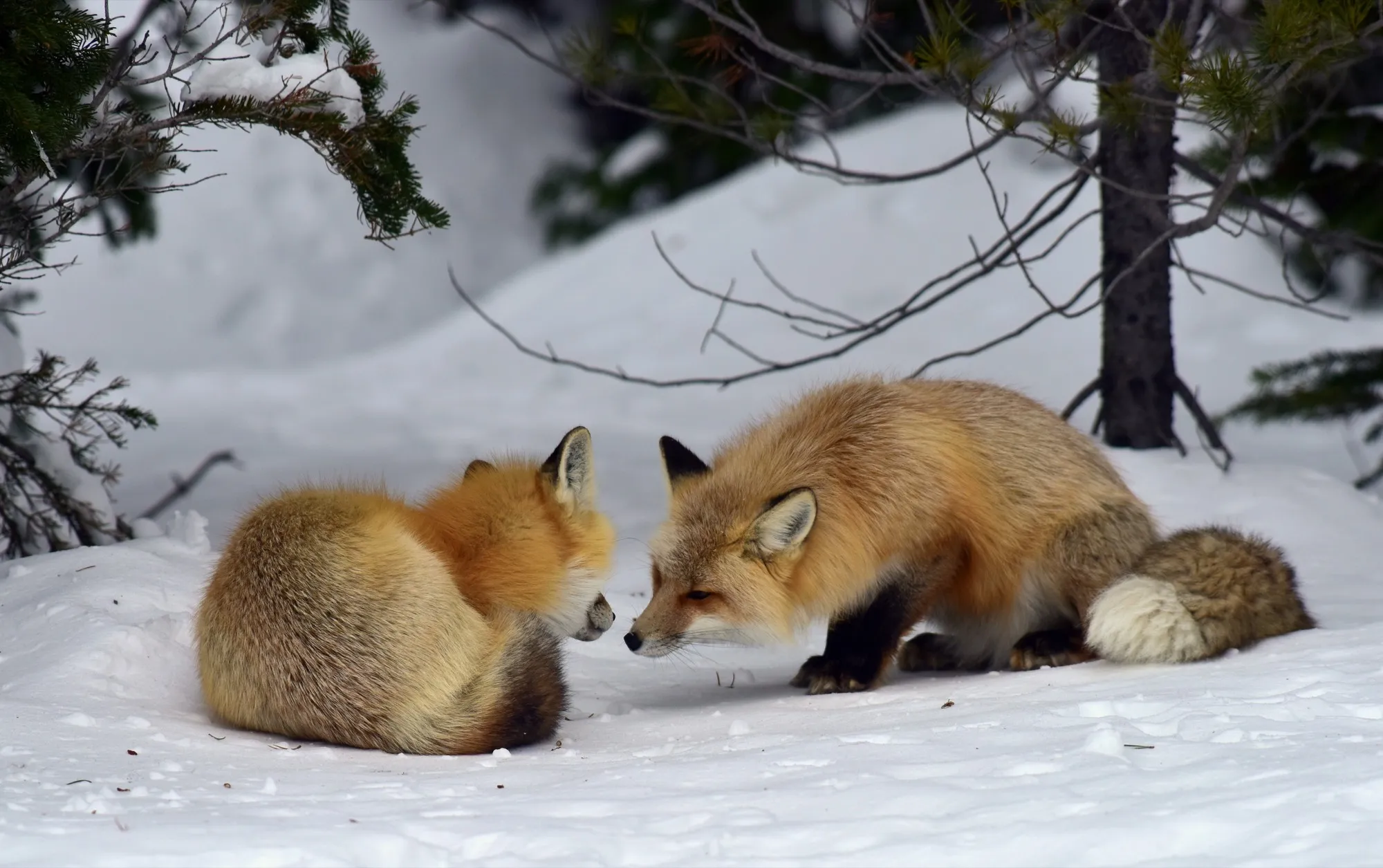 Red Fox