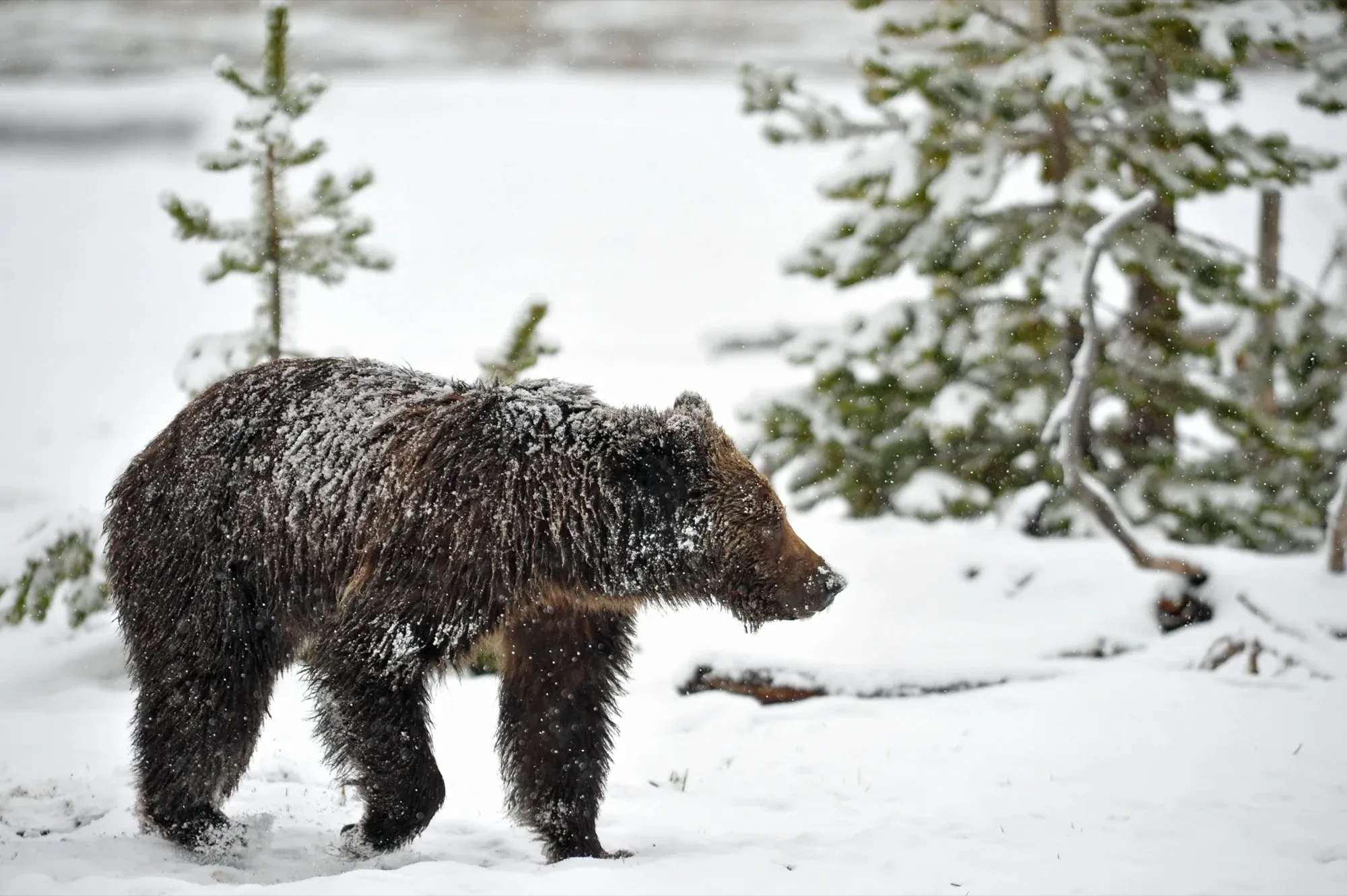 Spring Bear