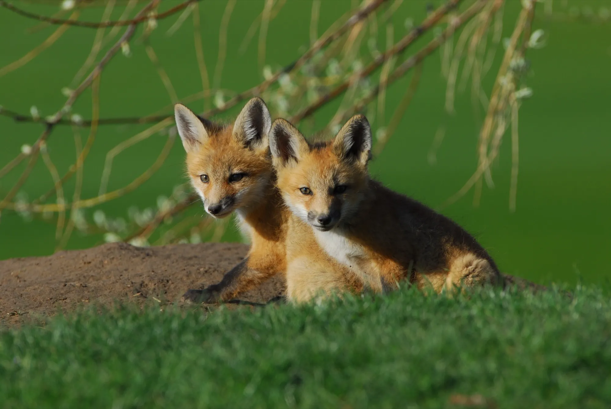 Red Fox