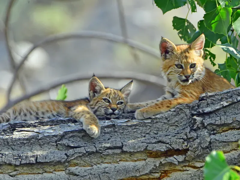 Kittens on the Log